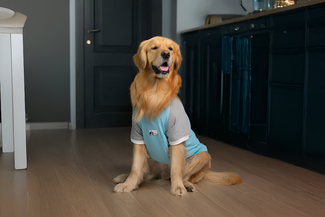Stylish Apparel for Comfort and Fun